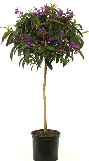 Tibouchina Standard